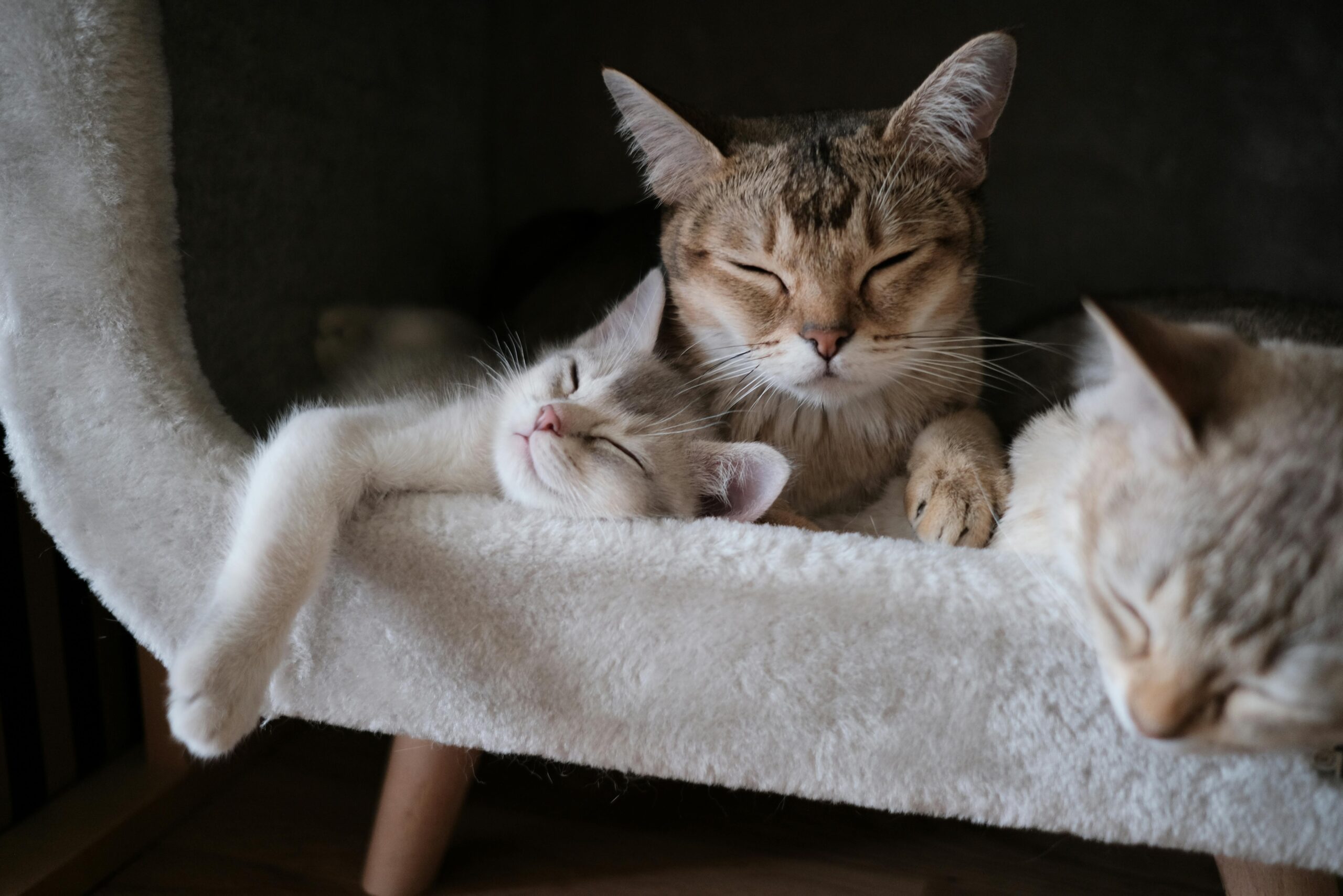 You are currently viewing Top 10 Domestic Cat Breeds, Species & Characteristics