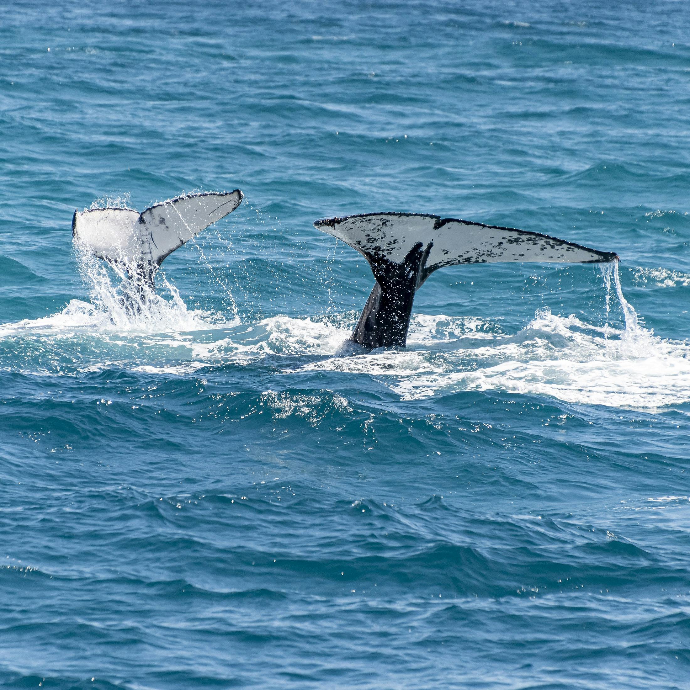You are currently viewing Top 16 Facts Blue Whale Megalodon You Need To Know