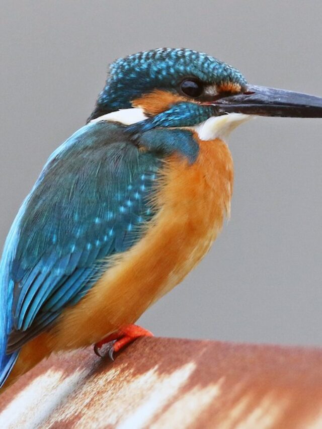 Read more about the article 10 Bird species that are mainly found in India