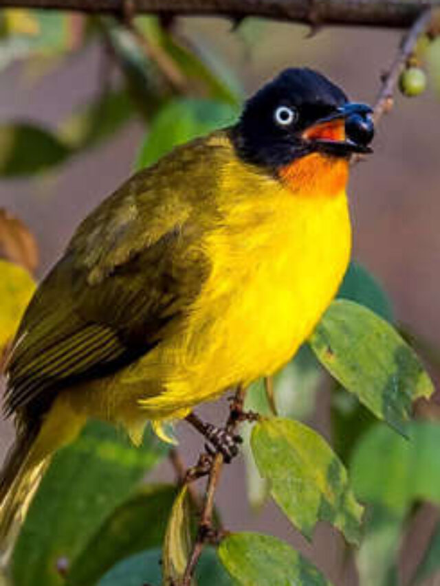 Read more about the article 9 Bird Species That are Mainly Found in India