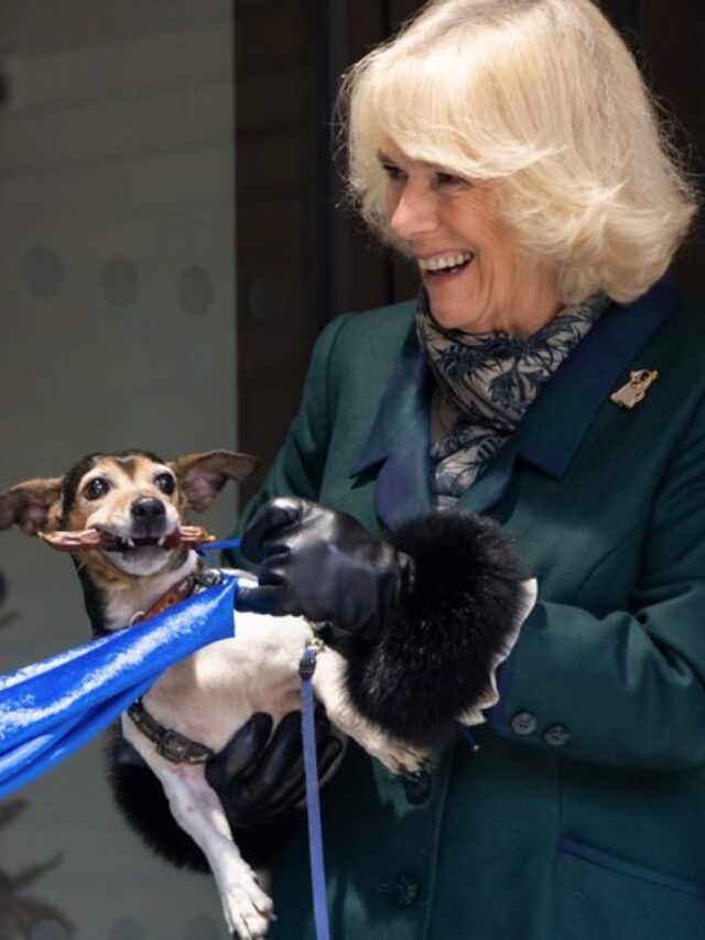 Read more about the article The Royal Family – Dogs and Cats Home who brought such joy