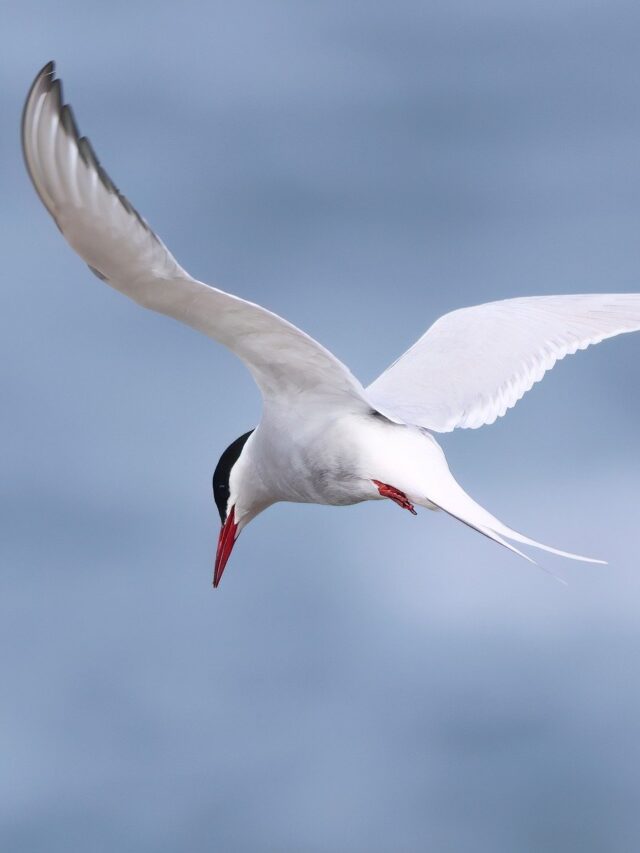 Read more about the article 10 Birds that Sleep While Flying