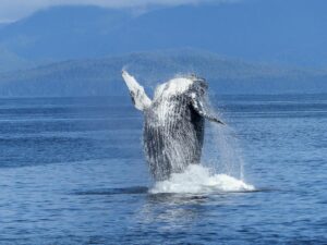 Read more about the article False Killer Whale Facts, Size & Lifespan