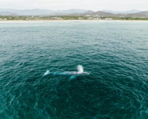 Read more about the article Are Narwhals Real? 10 Amazing Facts