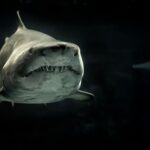 Top 10 Largest Shark in the World