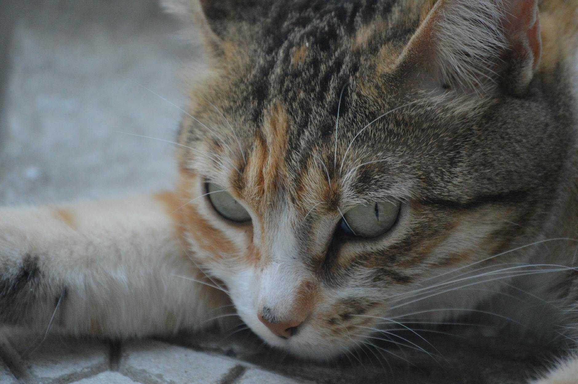 You are currently viewing Male Calico Cats: A Rare Breeds of the Cat World