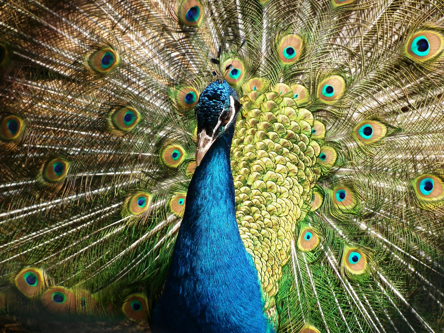 Indian Peafowl (Pavo cristatus)