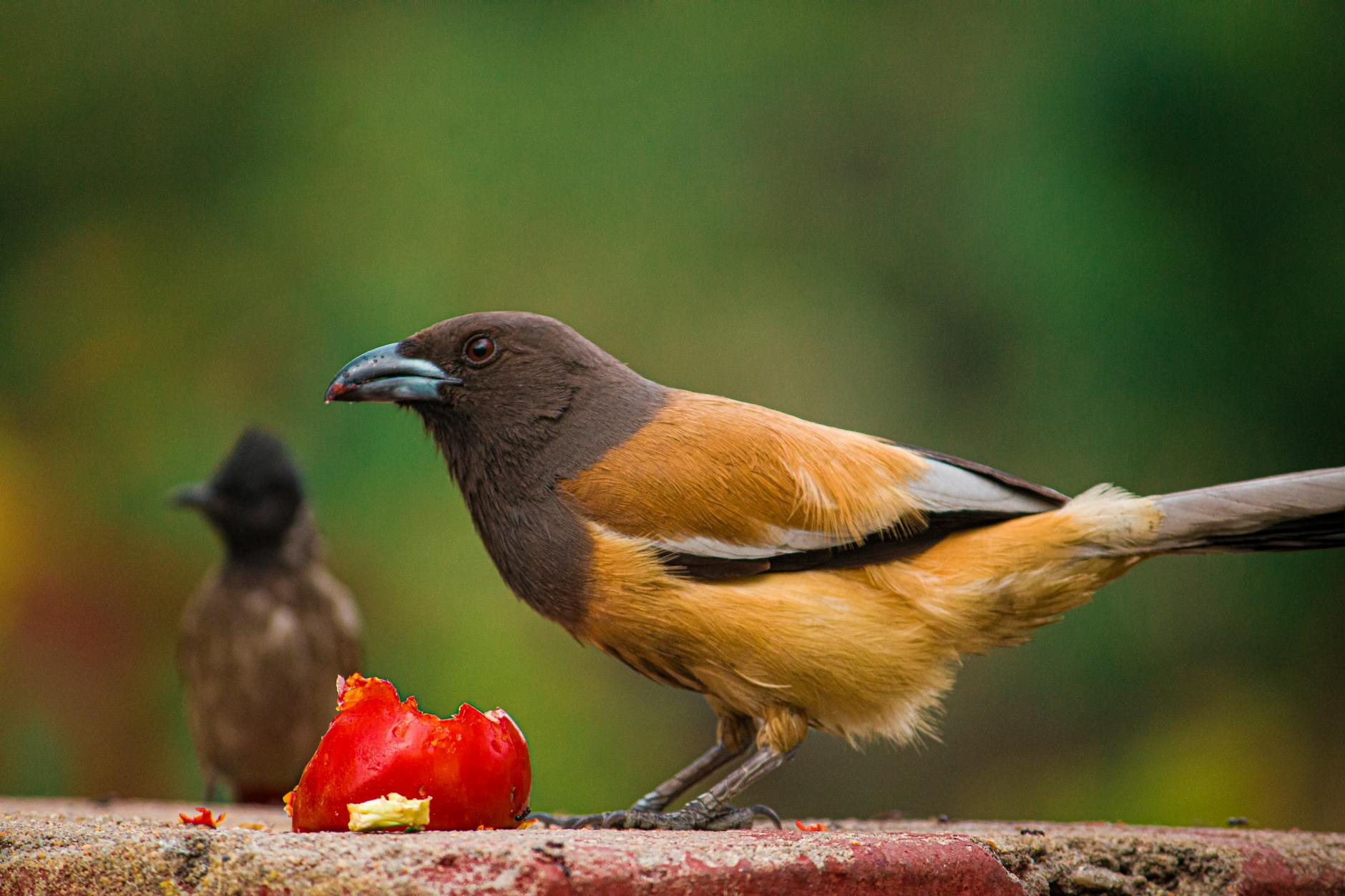 selective focus a rufous treepie eating a red fruit