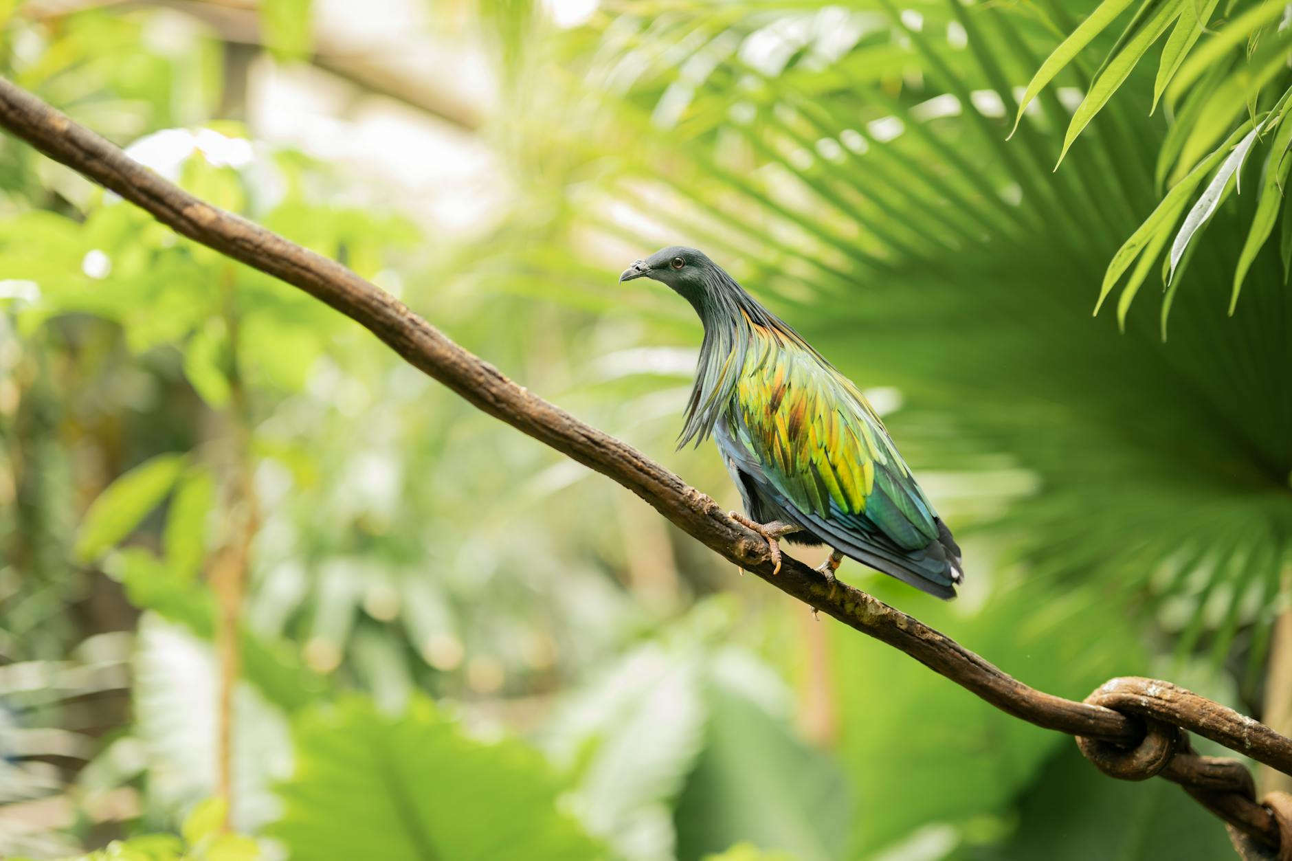 colorful tropical bird perched on vine in jungle