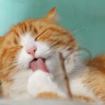 What’s the Most Independent Cat Breed?