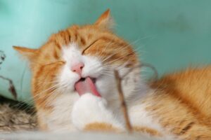 Read more about the article What’s the Most Independent Cat Breed?