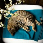 Albino Bengal Cats: Rare, Stunning, and Unique