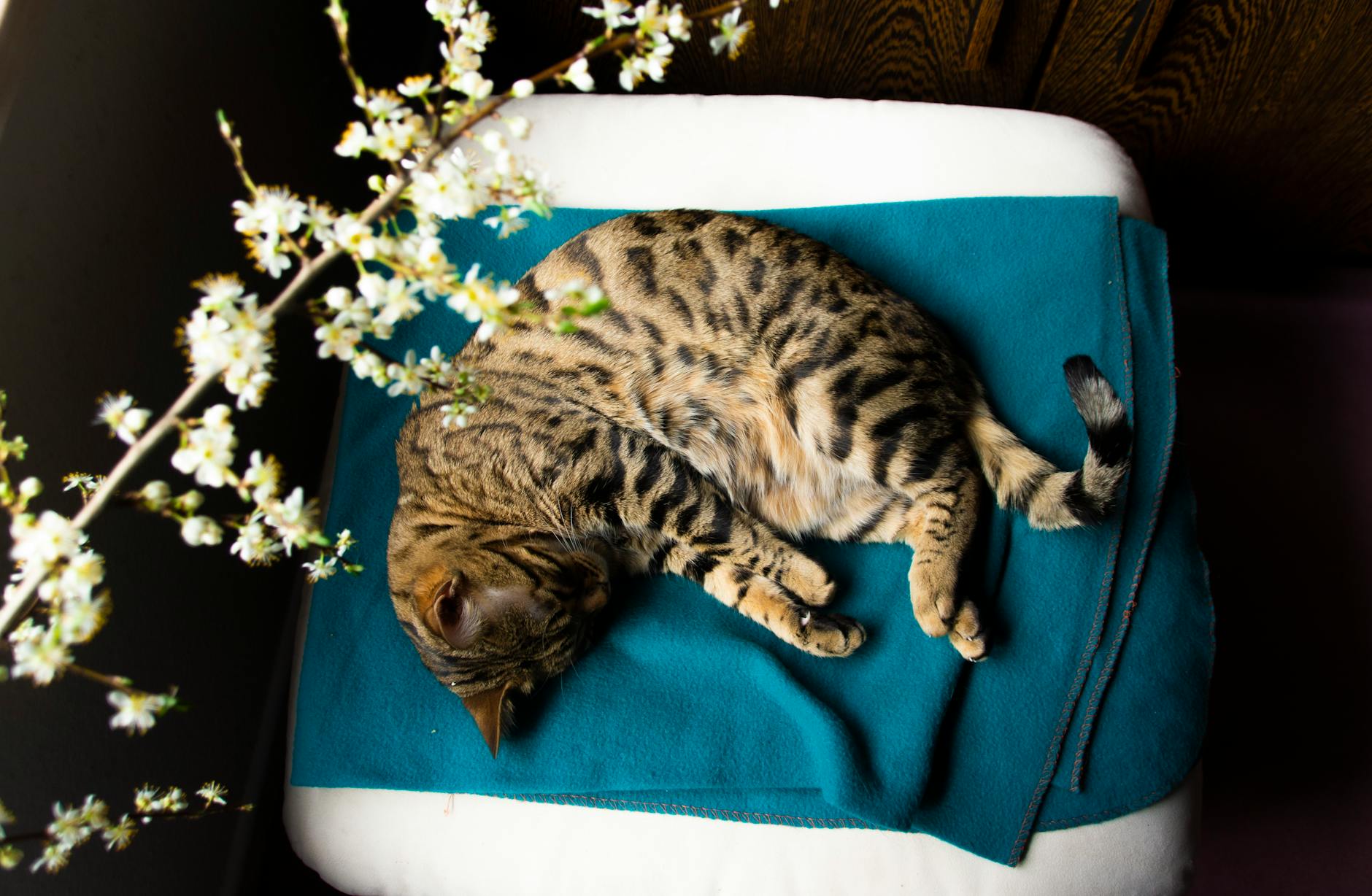 Read more about the article Albino Bengal Cats: Rare, Stunning, and Unique