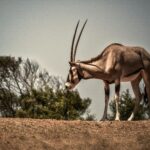 Secret Aardvark: The Enigmatic Nocturnal Creature You Need to Know About