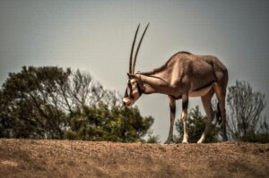 Read more about the article Secret Aardvark: The Enigmatic Nocturnal Creature You Need to Know About