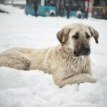 Turkish Kangal: The Ultimate Guardian Dog from Turkey