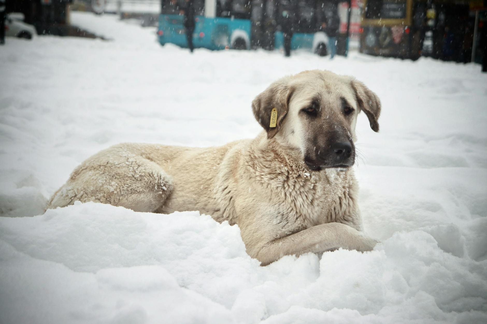 Read more about the article Turkish Kangal: The Ultimate Guardian Dog from Turkey