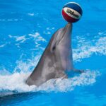 Bali Exotic Marine Park: A Must-Visit Destination for Marine Enthusiasts
