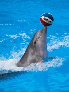 Read more about the article Bali Exotic Marine Park: A Must-Visit Destination for Marine Enthusiasts