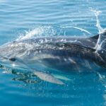 Dolphin Penis: Anatomy, Behavior, and Evolution