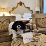 8 Different Types of Pet Friendly Hotels