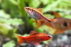 Cherry Barb