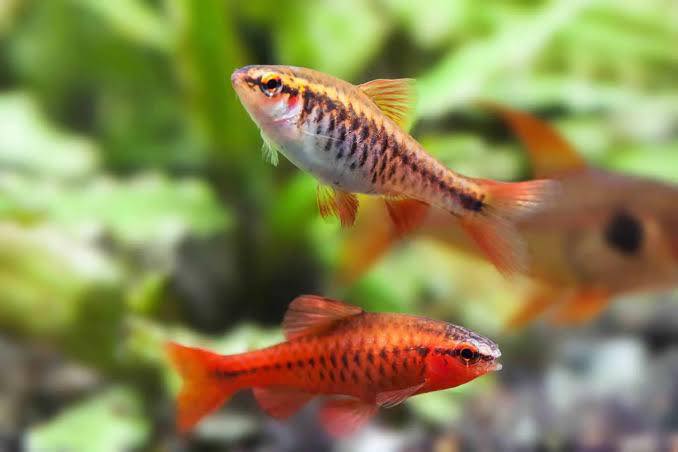 Cherry Barb