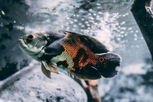 brown silver and black oscar fish