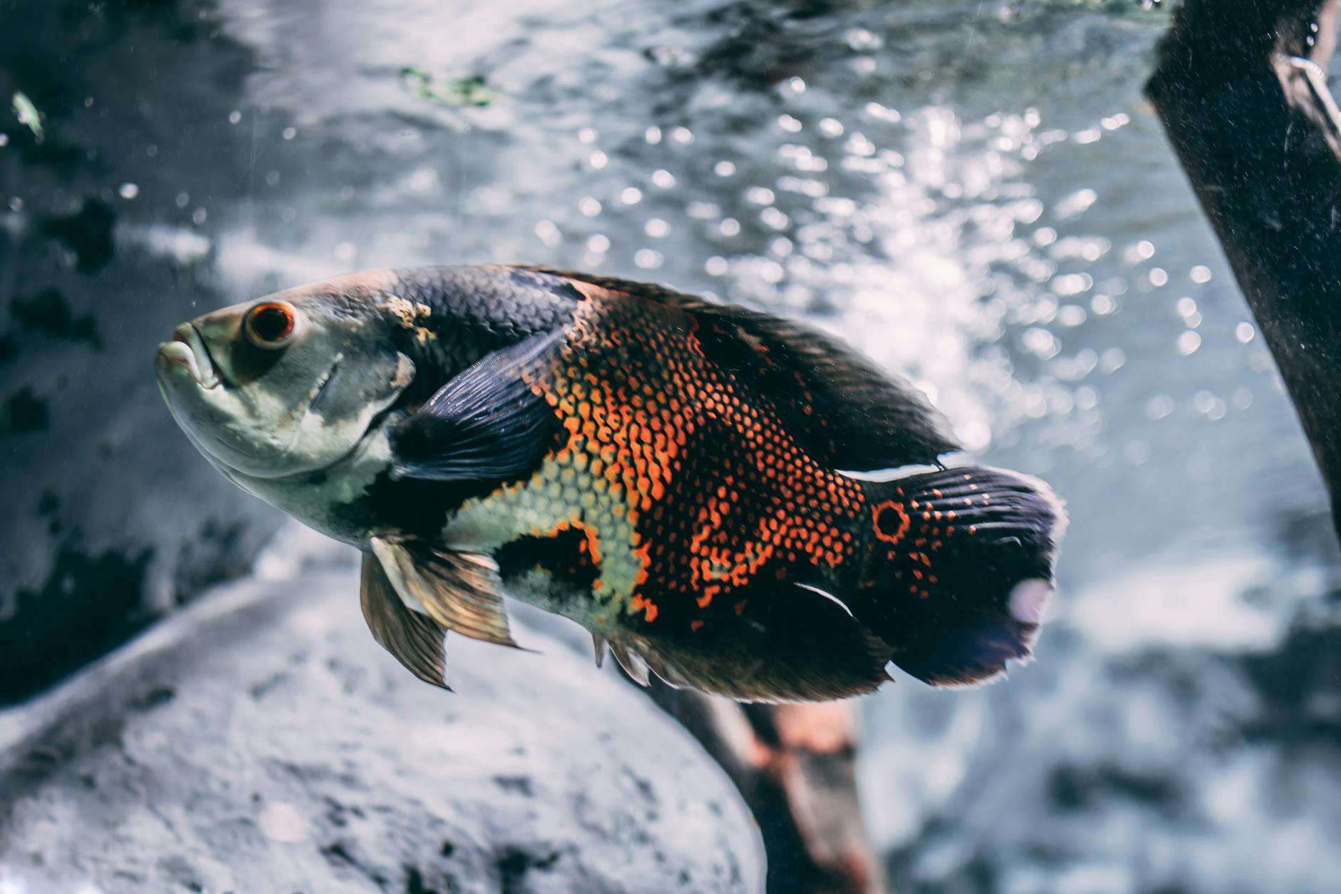 brown silver and black oscar fish