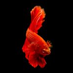 Betta Fish 10 Things You Need to know