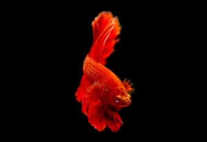 vibrant red betta fish against black background