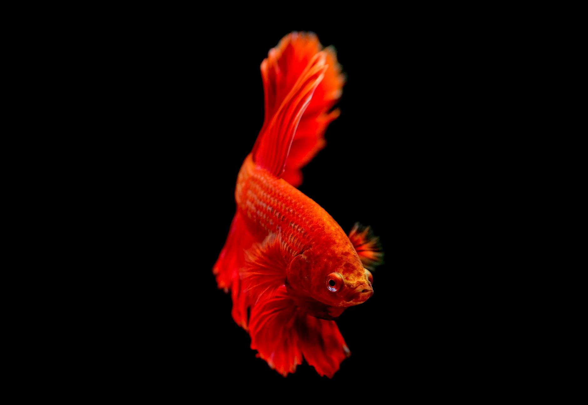 vibrant red betta fish against black background