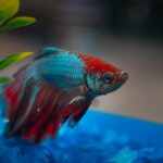 How Long Do Betta Fish Live? A Complete Lifespan & Care Guide